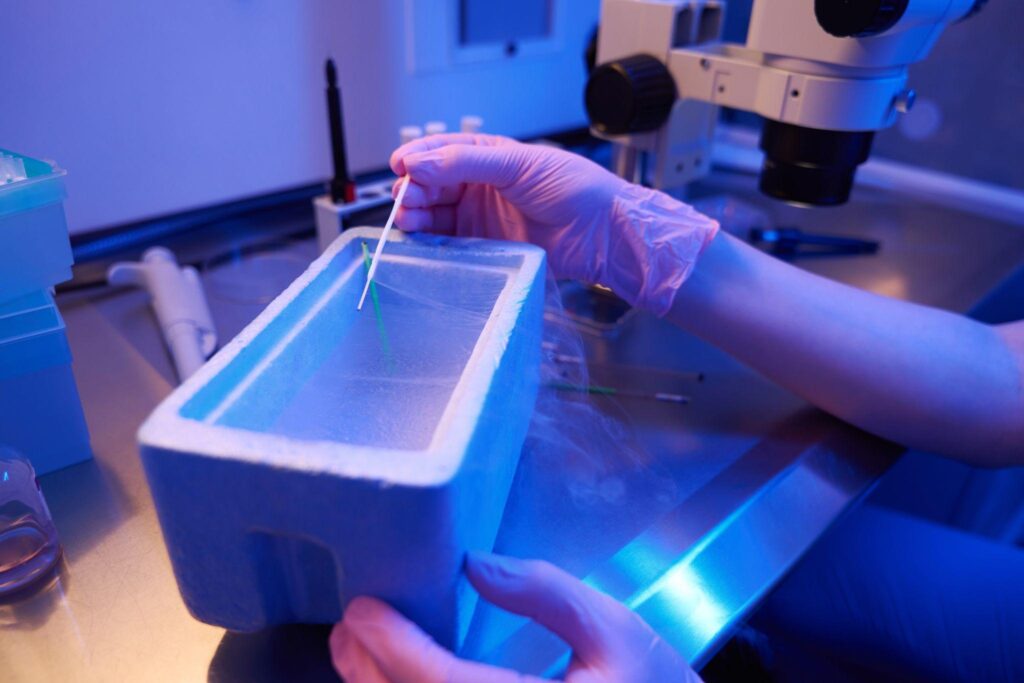 The Step-by-Step Egg Freezing Process